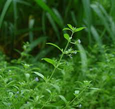 Image result for Blumea adamsii