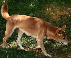 New Guinea Singing Dog Wikipedia