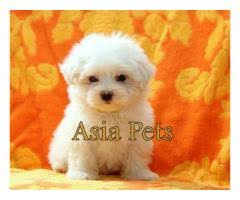 Female maltese puppies and accessories available for new home as seen in the picture. Maltese Puppies Price In Chennai Maltese Puppies For Sale In Chennai