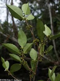 Image result for Cassipourea