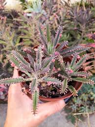 Kalanchoe Pink Butterflies In 2020 Pink Butterfly Succulents Succulent Potting Mix
