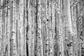Foto De Preto E Branco Aspen Produzem Um Padrao De Textura De Fundo Natural Na Floresta De Colorado E Mais Fotos De Stock De Betula Istock