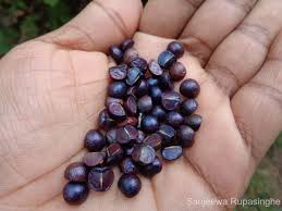 Image result for Margaritaria