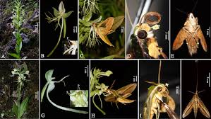 Image result for Habenaria epipactidea