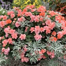 Image result for Impatiens oreocallis