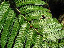 Image result for Cyathea dregei