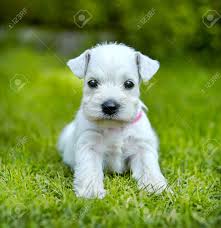 Explore 18 listings for white miniature schnauzer puppies for sale uk at best prices. White Schnauzer Puppy In A Green Grass Stock Photo Picture And Royalty Free Image Image 21377766