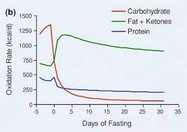 fasting and muscle mass diet doctor