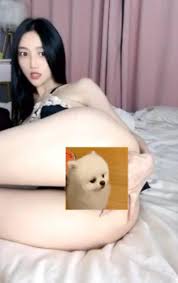 骚妇猫猫合集下载-[97V-109G]_懒人部落