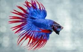 10 Loại Ca Betta đẹp Nhất Thế Giới Trong 2020 Betta Ca Betta