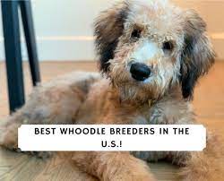 7 Best Whoodle Breeders In The U S 2022 We Love Doodles