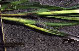 Image result for Zosteraceae