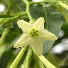 Image result for Cestrum nocturnum