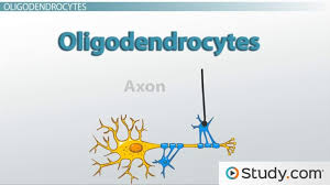 Neuroglia Function Definition