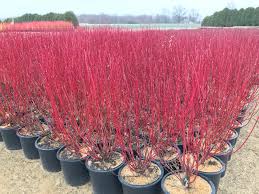 What is the botanical name for red twig dogwood? Distinctive Dogwoods Demand Discernment Bygl