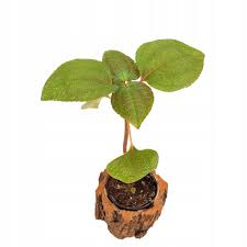 Image result for Calvoa orientalis