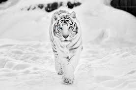 The best quality and size only with us! White Tiger Wallpapers Hq