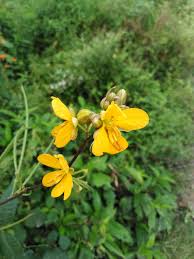 Image result for Senecio aetfatensis