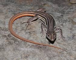 Image result for Gnidia burchellii