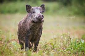 Fotolovci - Diviak lesný / Sus scrofa / Wild boar. Diviaky sa často  spoliehajú na svoj čuch viac ako na svoj zrak, pomáha im totiž  efektívnejšie vyhľadávať potravu aj odhaľovať nebezpečenstvo. Tak