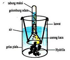 Fotosintesis Tumbuhan Lks