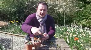 When pruning clematis, the following applies: Clematis Cuttings Made Easy With Mark Lane Youtube