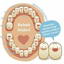 bebeklerde dis cikmasi bebek dis biliyor muydunuz