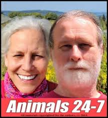 Montreal SPCA sues SPCA International to try to get back web name