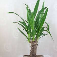 Image result for yucca gigantea en casa
