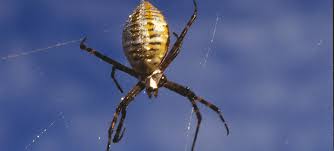 We did not find results for: Spider Guide On Nature Magazine