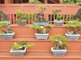 Wie sie selber eine solche hängende dekoration machen können, erfahren sie in den. Bonsai Mini Baumchen Selber Zuchten Bunte De
