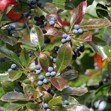 However, since the black cherry is one of the latest tree species to bloom, the fruit do not ripen until mid to late summer. Blackgum Trees For Big Variety Audubon North Carolina
