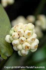 Image result for Garcinia pachyclada