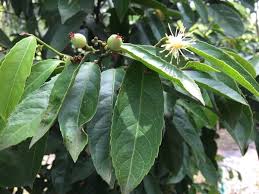 Image result for Bersama lucens