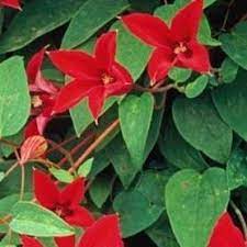 Regular pruning of clematis encourages strong growth and flowering and keeps the growth in check. Clematis Pruning Group 3 Clematis Pruning Group 3 Late Flowering Cultivars In Gardentags Plant Encyclopedia