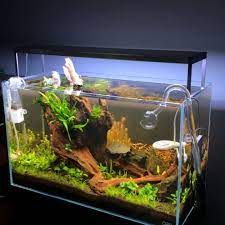 77 Likes 2 Comments Jwaquarium On Instagram Soon It Ll Be Time To Trim The Background Plants In The 60p The Macandra And Wallichi Are Starting