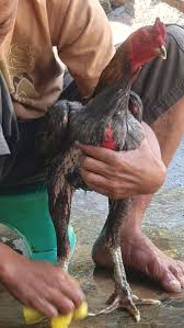 Cara menggunakannya untuk dijadikan obat flu adalah cincang bawang putih sampai halus, masukkan ke dalam satu gelas air, aduk sampai merata. Prediksi Menang Ini 3 Model Rawatan Ayam Sebelum Turun Kalangan Dari Ahlinya Majalah Ayam