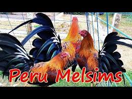 Essebet memberikan aplikasi di setiap permainannya untuk mempermudah player dalam bermain bersama essebet, essebet sudah banyak memberikan keuntungan untuk para pemainnya sejak tahun 2015. Ayam Philipin Sabung Sabong Gallos On Twitter My Red Peru Melsims Gamefarm Gallos Sabong Gallosfinos Gamefowl Ayamsabung Ayamperu Roosters Granja Chickenfarm Detail Video Https T Co Bf90cbajuf Https T Co Litif5bdt3