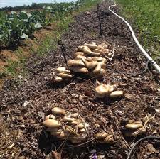 Mycelium De Pleurote En Forme D Huitre Bio Violon Et Champignon Permaculture Stuffed Mushrooms Fruit