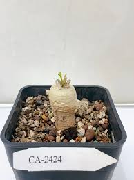Image result for Adenia stenodactyla