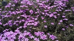 Image result for Polemoniaceae