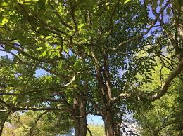 We did not find results for: Grow East Texas Persimmon Trees In Your Own Backyard Emblem Properties