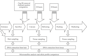 flow chart of a meat processing plant and details of