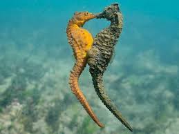 Seahorse Kiss Ocean Creatures Animals Incredible Creatures