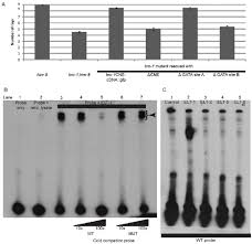 Correct Bro 1 Expression Depends On Elt 1 Binding To Gata