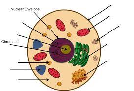 In this article, we are going to divide these cell organelles/structures into three types: Labeling Organelles Practice Animal Cell Diagram Quizlet