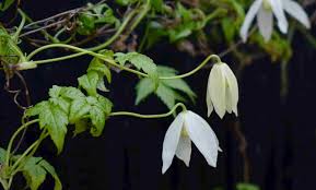 How to tie up a clematis. Clematis Alpina Alba Trained On Wires Herbidacious