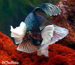 #betta #tarzan #dumbo halfmoon betta #harlequin rasboras #albino corydoras #bristlenose pleco #planted aquarium #planted tank #20 gallon #my pride and joy #this tank took forever #literally started. Dumbo Ear Betta For Sale Aquariumfish Net
