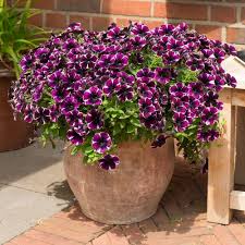 Pin Auf Flores Para Jardin