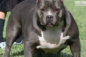Blue and white face gottiline xl blue pitbull puppy for sale. Xl Bully Pit Shefalitayal